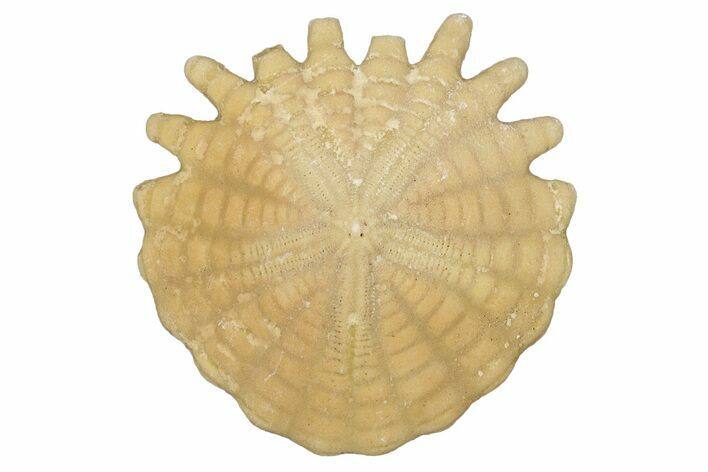 Fossil Sand Dollar (Heliophora) - Boujdour Province, Morocco #347904